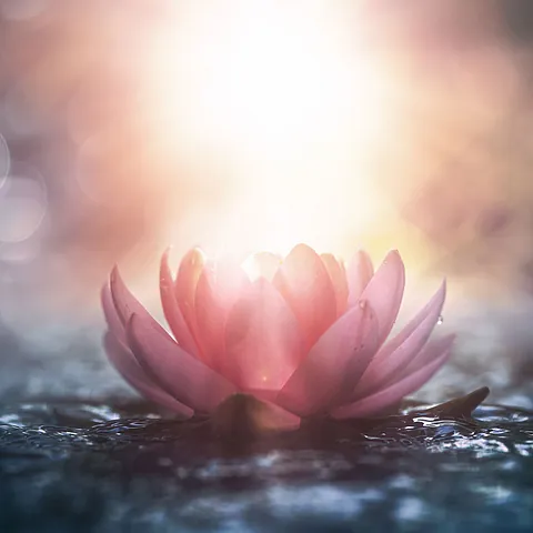 Seerose